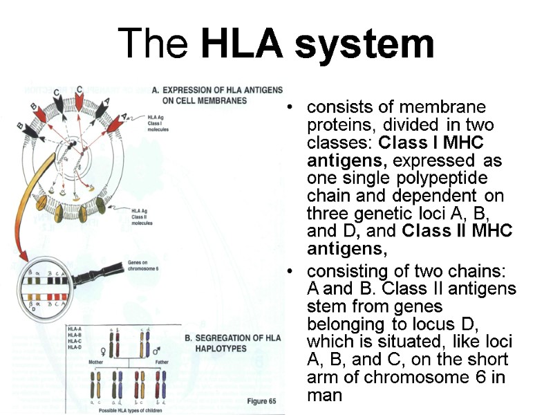 The HLA system consists of membrane proteins, divided in two classes: Class I MHC